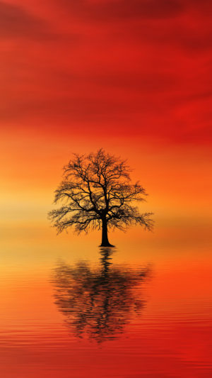 A Lonely Tree At Dusk Mobile Wallpaper