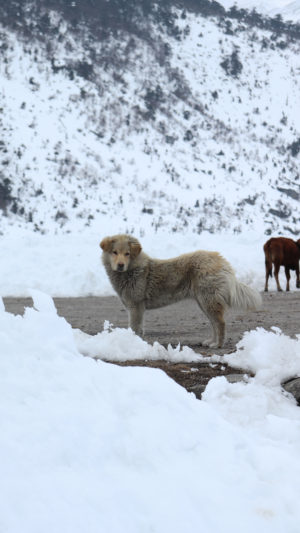 Himalyan Breed Dog In Snow Mobile Wallpaper