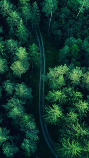 Road Between Forest Aerial Photography Mobile Wallpaper